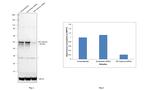 IKK gamma Antibody in Western Blot (WB)