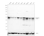 IKK gamma Antibody in Western Blot (WB)