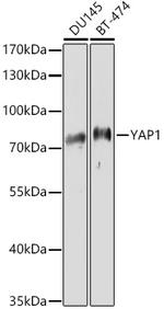 YAP1 Antibody in Western Blot (WB)