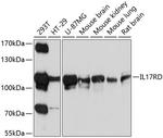 IL17RD Antibody in Western Blot (WB)