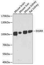 INSRR Antibody in Western Blot (WB)