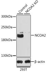 SRC2 Antibody in Western Blot (WB)