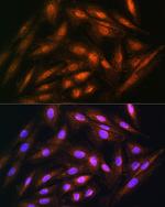 DUSP14 Antibody in Immunocytochemistry (ICC/IF)