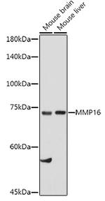 MMP16 Antibody in Western Blot (WB)