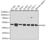 Arp3 Antibody in Western Blot (WB)