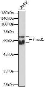 SMAD1 Antibody in Western Blot (WB)