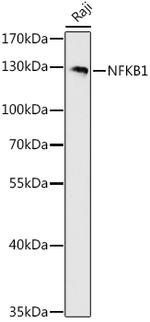 NFkB p50/p105 Antibody in Western Blot (WB)