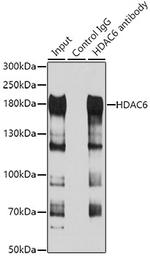 HDAC6 Antibody in Immunoprecipitation (IP)