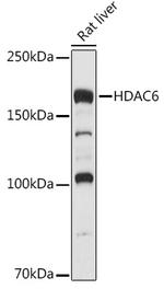 HDAC6 Antibody in Western Blot (WB)