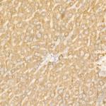 Ferritin Heavy Chain Antibody in Immunohistochemistry (Paraffin) (IHC (P))