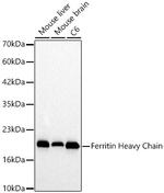 Ferritin Heavy Chain Antibody in Western Blot (WB)