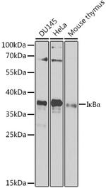 IkB alpha Antibody in Western Blot (WB)