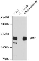 LSD1 Antibody in Immunoprecipitation (IP)