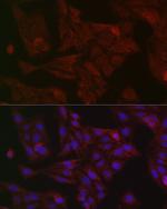 STAT3 Antibody in Immunocytochemistry (ICC/IF)