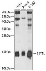 BET1L Antibody in Western Blot (WB)