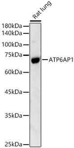 ATP6AP1 Antibody in Western Blot (WB)