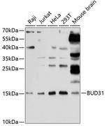 BUD31 Antibody in Western Blot (WB)