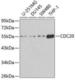 CDC20 Antibody in Western Blot (WB)