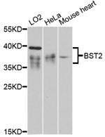 BST-2 Antibody in Western Blot (WB)