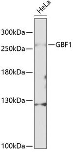 GBF1 Antibody in Western Blot (WB)