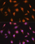 MAD2L2 Antibody in Immunocytochemistry (ICC/IF)