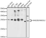 MAD2L2 Antibody in Western Blot (WB)