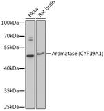 Aromatase Antibody in Western Blot (WB)