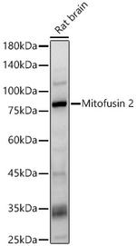 MFN2 Antibody in Western Blot (WB)