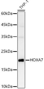 HOXA7 Antibody in Western Blot (WB)