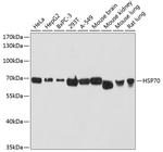 HSP70 Antibody in Western Blot (WB)