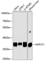 AKR1C1 Antibody in Western Blot (WB)