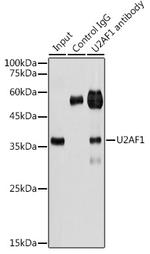 U2AF1 Antibody in Immunoprecipitation (IP)