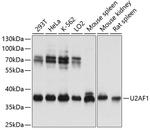 U2AF1 Antibody in Western Blot (WB)