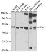 PON1 Antibody in Western Blot (WB)