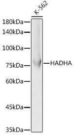 HADHA Antibody in Western Blot (WB)