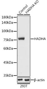 HADHA Antibody in Western Blot (WB)