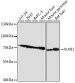 Plasma Kallikrein Antibody in Western Blot (WB)