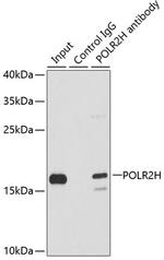 POLR2H Antibody in Immunoprecipitation (IP)