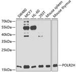 POLR2H Antibody in Western Blot (WB)