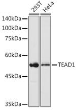 TEF1 Antibody in Western Blot (WB)