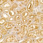 TRIM21 Antibody in Immunohistochemistry (Paraffin) (IHC (P))