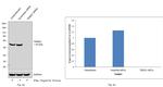 TRIM21 Antibody