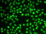 HDGF Antibody in Immunocytochemistry (ICC/IF)