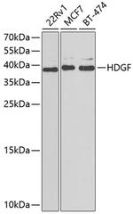 HDGF Antibody in Western Blot (WB)