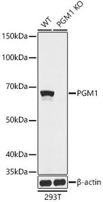 PGM1 Antibody in Western Blot (WB)