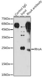 RhoA Antibody in Immunoprecipitation (IP)