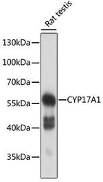 CYP17A1 Antibody in Western Blot (WB)