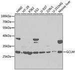 GCLM Antibody in Western Blot (WB)