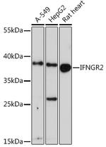 IFNGR2 Antibody in Western Blot (WB)