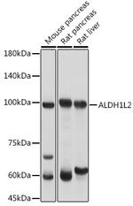 ALDH1L2 Antibody in Western Blot (WB)